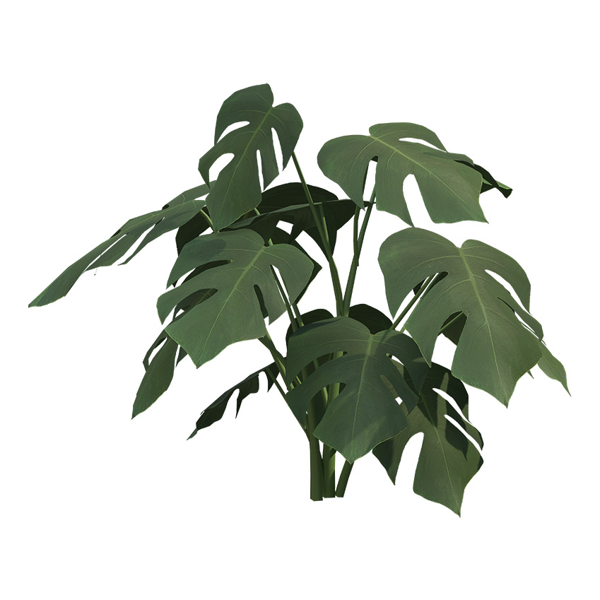 Monstera deliciosa - Split-Leaf Philodendron 02
